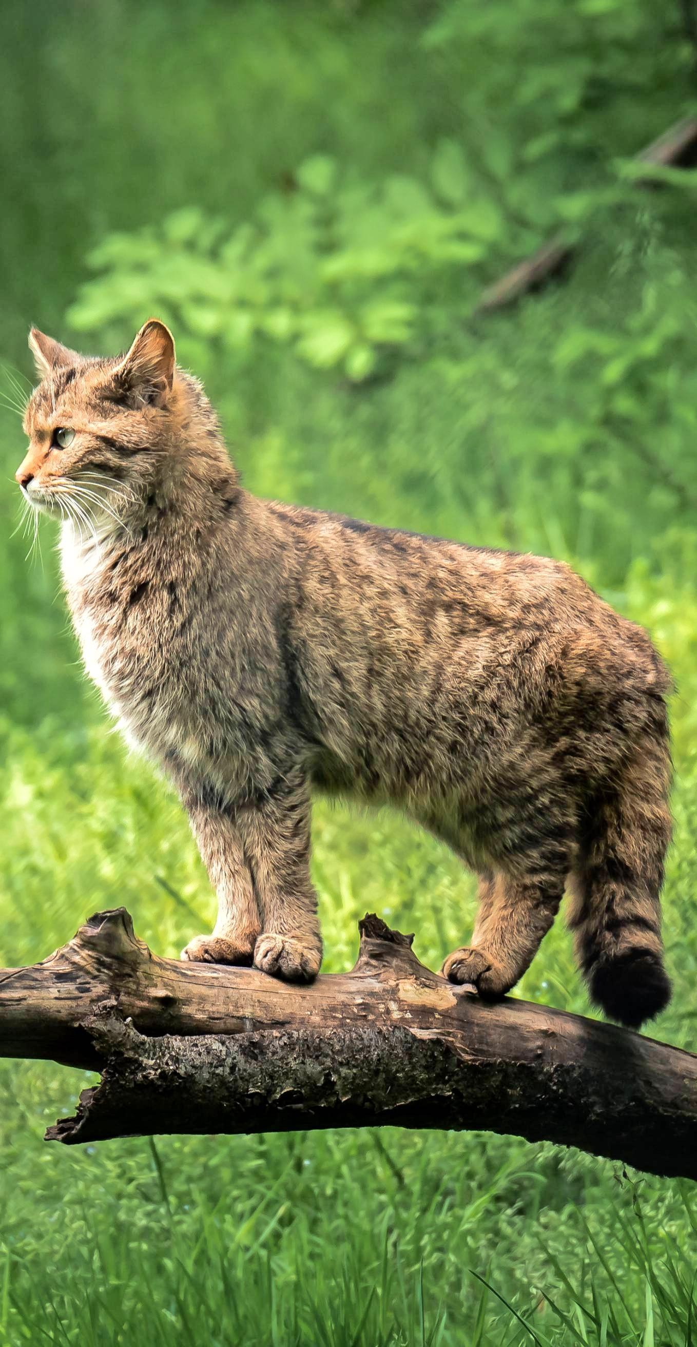 Tiere in der Natur lassen sich seit kurzem wieder im Wildparadies in Tripsdrill bestaunen. Fotos: Archiv/Mugler, Tripsdrill Tiere in der Natur lassen sich seit kurzem wieder im Wildparadies in Tripsdrill bestaunen. Fotos: Archiv/Mugler, Tripsdrill
