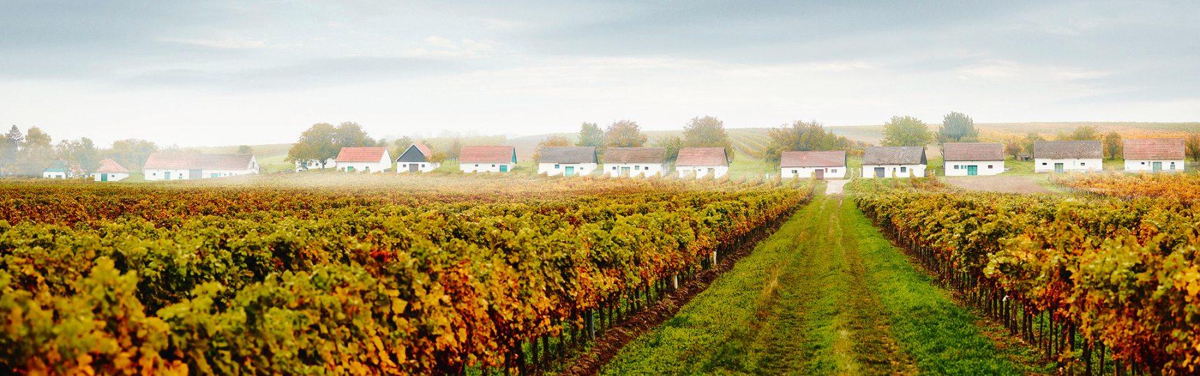 Von Frühling bis Herbst: Postkartenidylle und harte Arbeit prägen den Alltag in den blau-gelben Weinorten. Foto: NÖ Werbung/Michael Liebert Von Frühling bis Herbst: Postkartenidylle und harte Arbeit prägen den Alltag in den blau-gelben Weinorten. Foto: NÖ Werbung/Michael Liebert