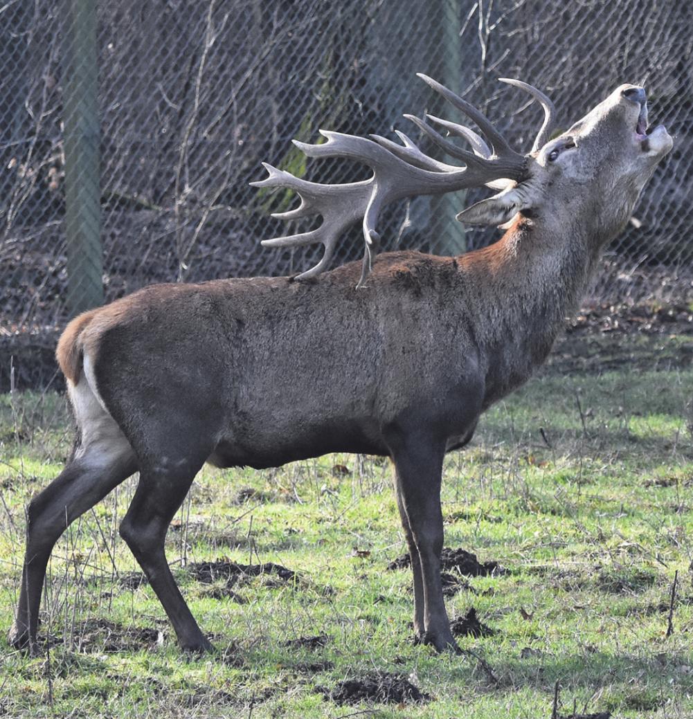 Rothirsche gehören zu den großen Attraktionen der Porzer Anlage. Foto: Gut Leidenhausen Rothirsche gehören zu den großen Attraktionen der Porzer Anlage. Foto: Gut Leidenhausen