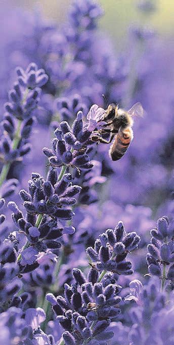 Lavendel sieht wunderschön aus, riecht gut, muss jedoch auch gepflegt werden. Foto: Pixabay.com Lavendel sieht wunderschön aus, riecht gut, muss jedoch auch gepflegt werden. Foto: Pixabay.com
