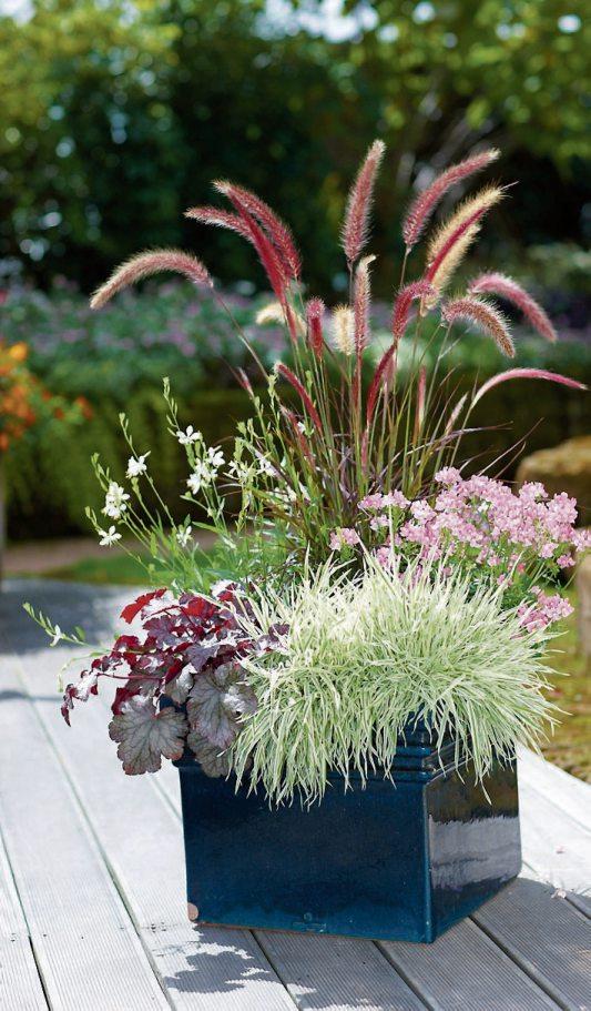 Mit ihren hübschen Blüten und ihrem schmucken Blatt sorgen Prachtkerze, Lampenputzergras, Elfenspiegel‚ Honiggras und Purpurglöckchen für Herbststimmung auf Balkon und Terrasse. Bild: GMH/FGJ Mit ihren hübschen Blüten und ihrem schmucken Blatt sorgen Prachtkerze, Lampenputzergras, Elfenspiegel‚ Honiggras und Purpurglöckchen für Herbststimmung auf Balkon und Terrasse. Bild: GMH/FGJ