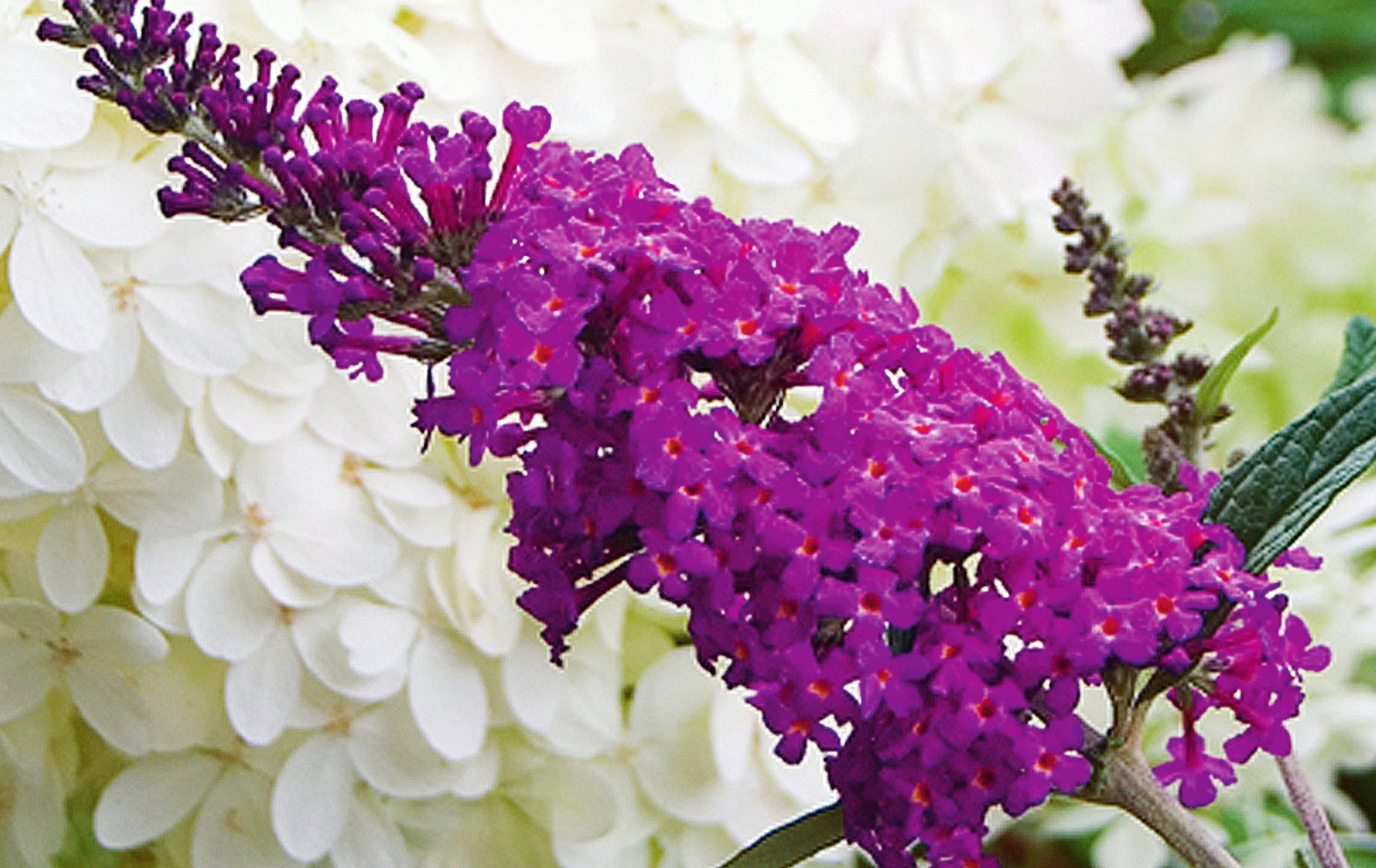 ‘Miss Ruby’: Kompakt, duftend und eine der besten rotblühenden Buddleja. Foto: Spring Meadow Nursery ‘Miss Ruby’: Kompakt, duftend und eine der besten rotblühenden Buddleja. Foto: Spring Meadow Nursery