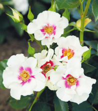 Garten Neumann Tornesch - Test 5